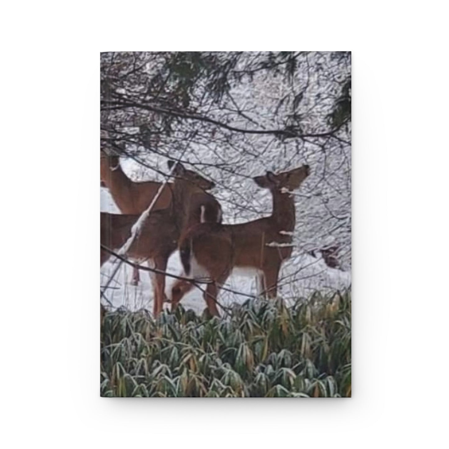 Deer Night Time in Snow Journal